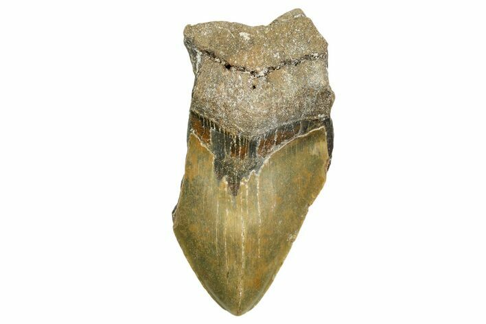 Partial, Fossil Megalodon Tooth - North Carolina #368080